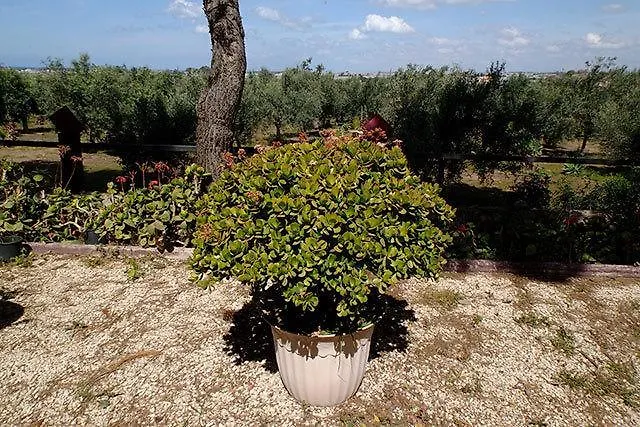 Bed and Breakfast Il Lentisco Santa Croce Camerina Italia